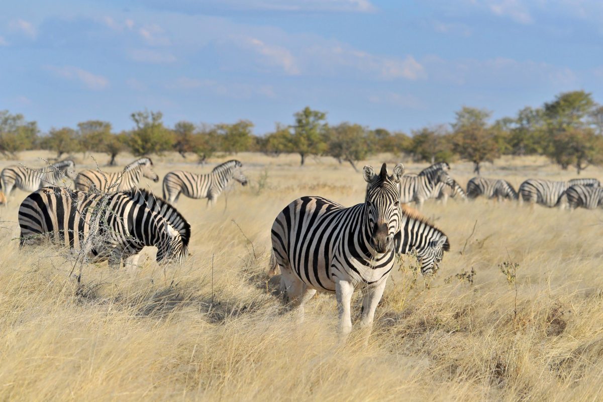 Experience Reise nach Botswana und Namibia
