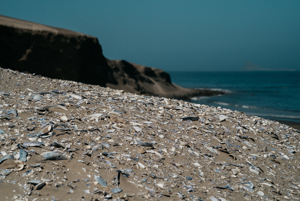 Die Muscheln für Jenni.