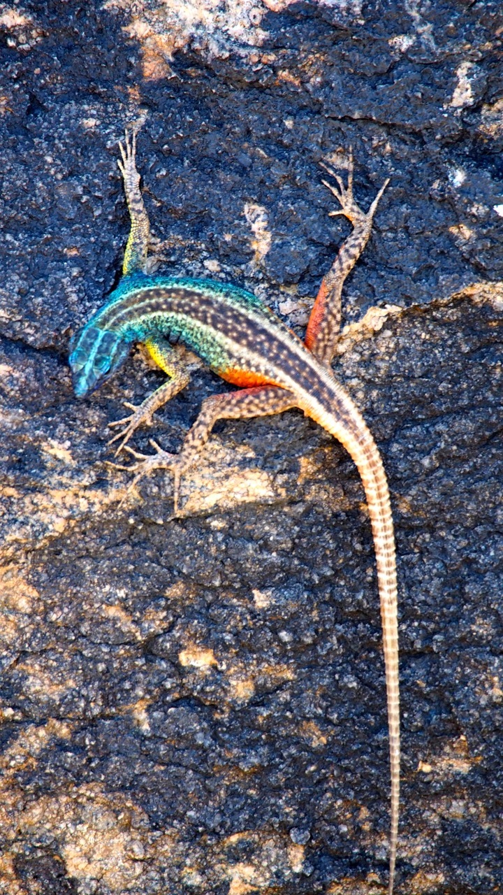 Bunte Geckos
