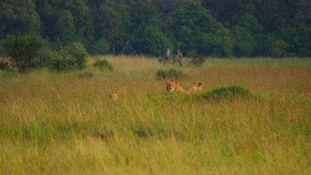 Löwen am Khwai River/Botswana, Foto Sabine Lueder