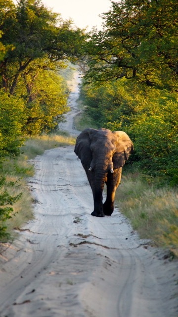 Elefant in der Savuti / Botswana, Foto Sabine Lueder