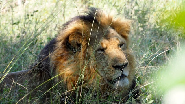 Hwenge Nationalpark Simbabwe, Foto Sabine Lueder