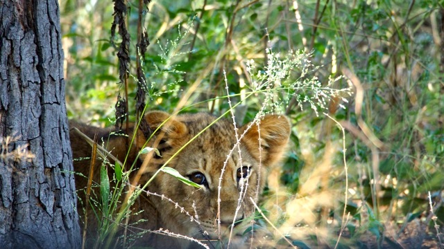 Löwenbaby im Hwenge Nationalpark, Foto Sabine Lueder