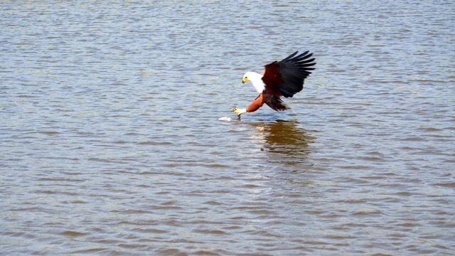 Seeadler auf Beutefang Lake Kariba, Foto Sabine Lueder