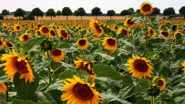 Blühende Sonnenblumenfelder soweit das Auge reicht, Fotografie Sabine Lueder